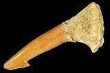 Bargain, Fossil Sawfish (Onchopristis) Rostral Barb- Morocco #106433-1
